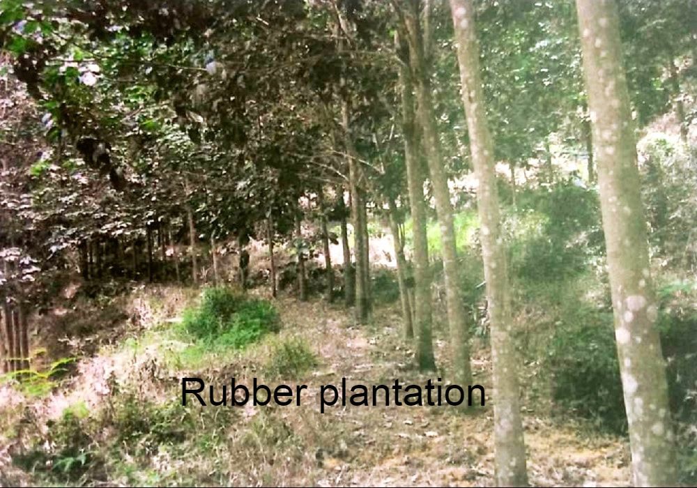 Rubber estate land for sale
