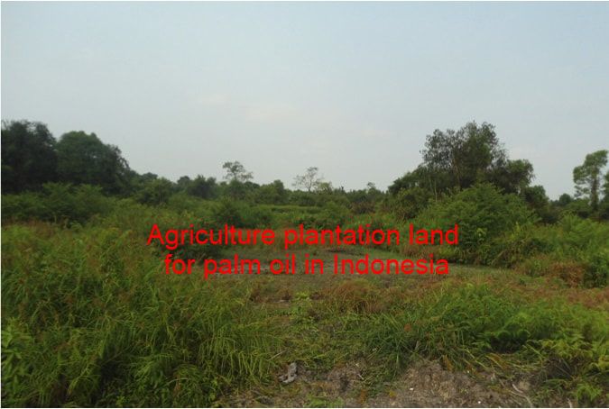Plantation land in Indonesia with plantation permit​