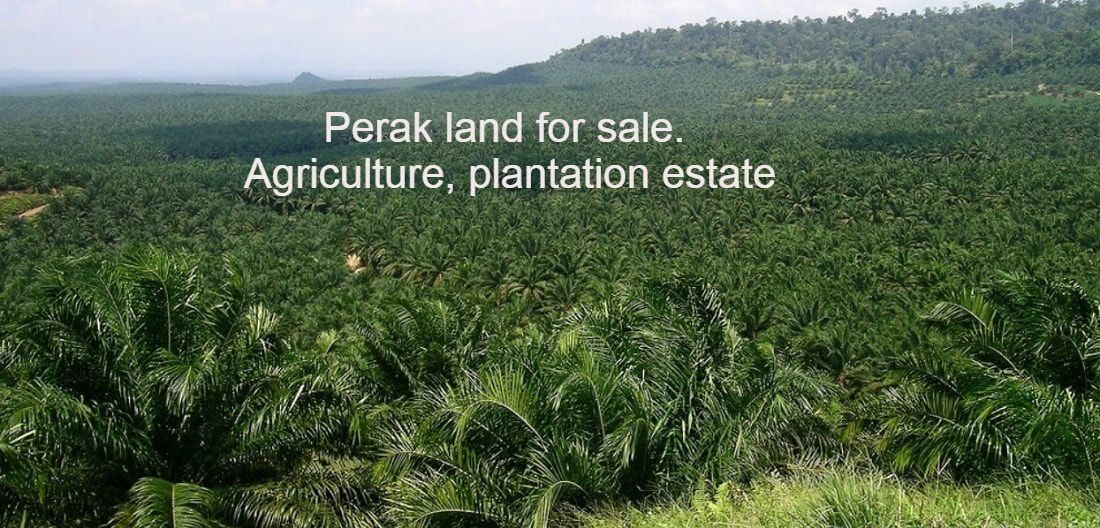 Oil Palm Plantation land for sale