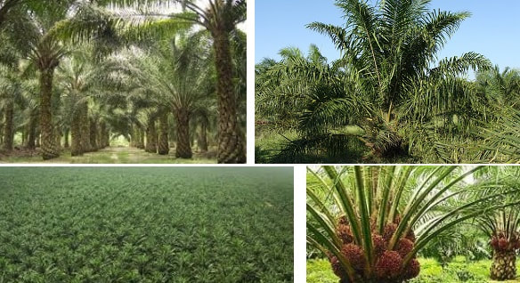 Palm oil plantation estate land for sale