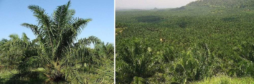 Johor Land For Sale Palm Oil Plantation Estate Penang Properties Com