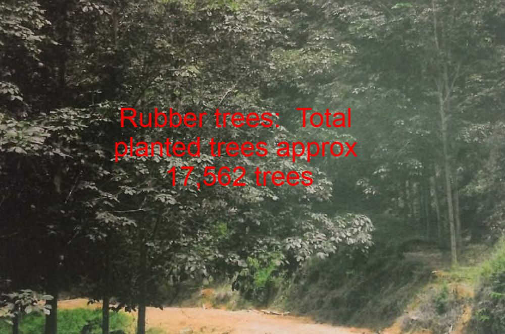 Rubber trees for sale