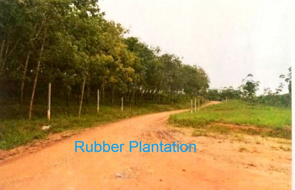 Rubber plantation estate