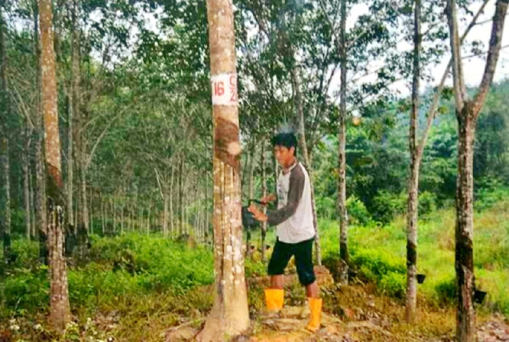 Rubber trees tapper at work