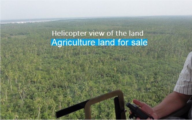 palm oil land in Indonesia
