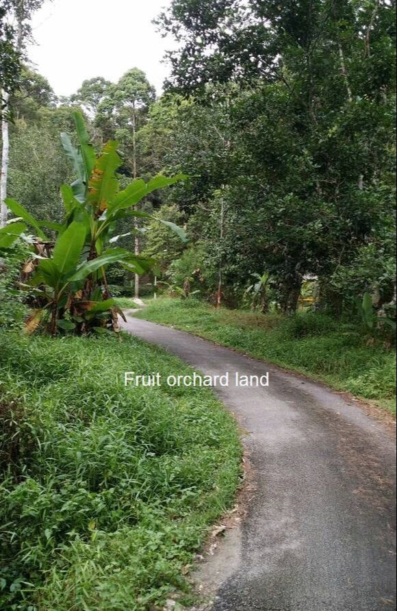 Road access to durian farm