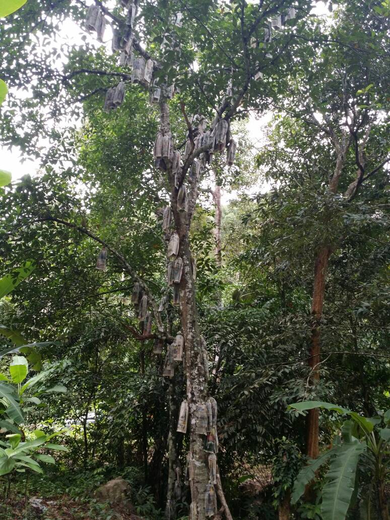 Durian trees