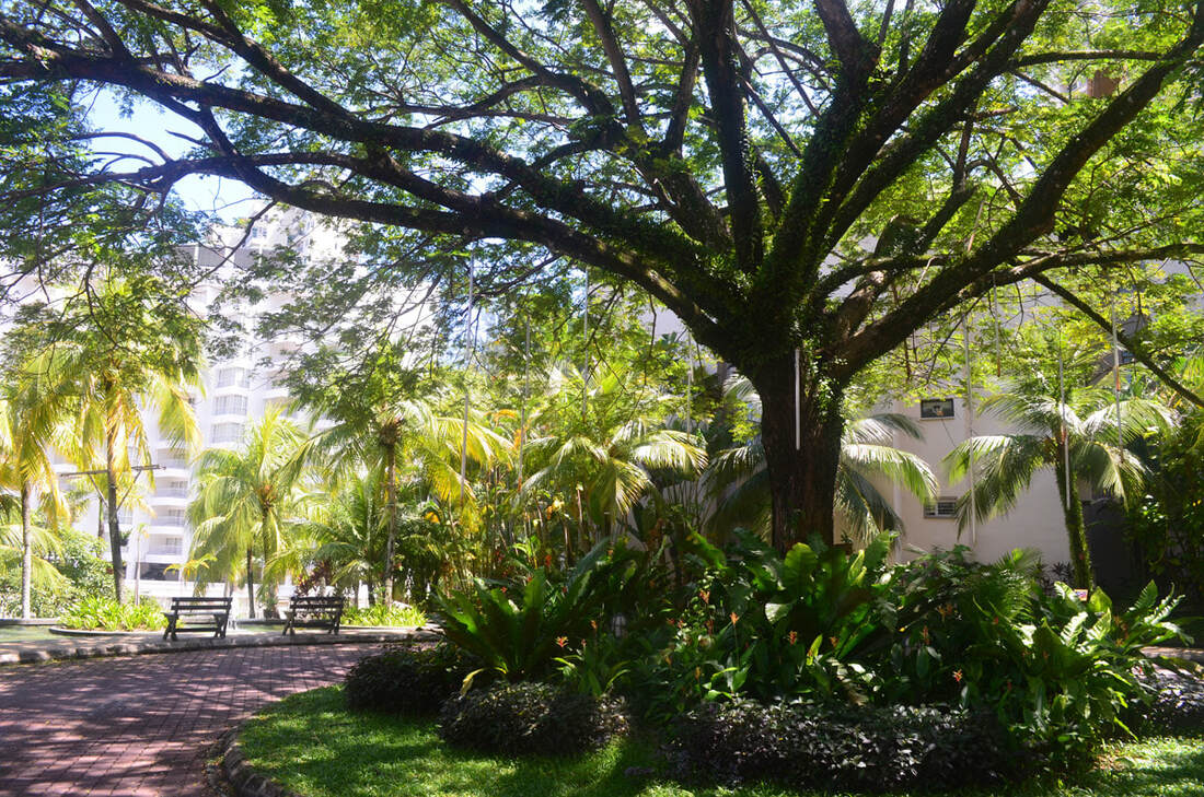 Shaded trees