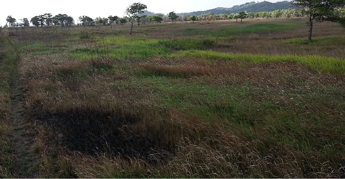 Sabah land for sale