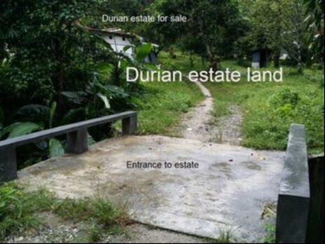 Penang durian estate orchard