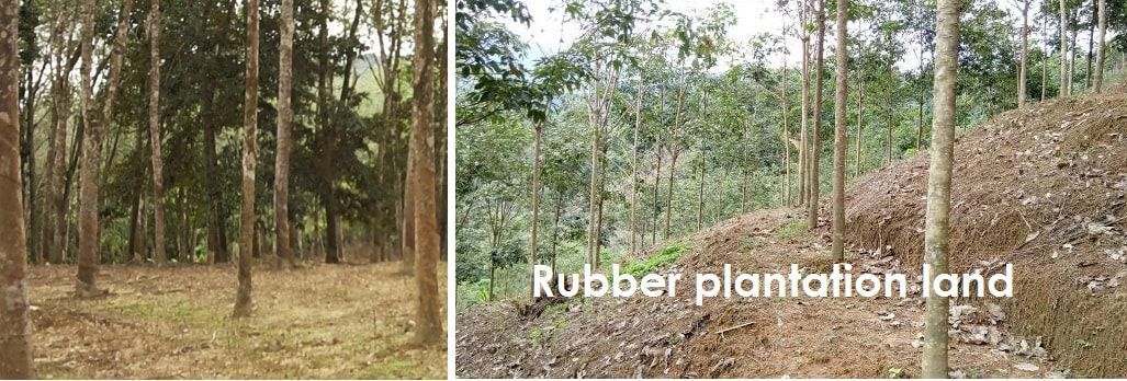 Rubber estate land for sale