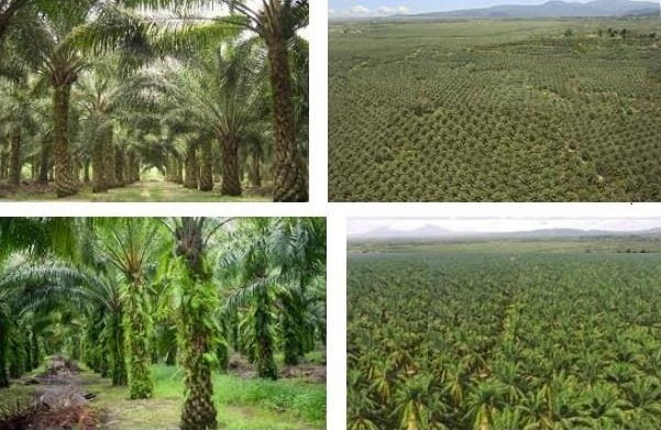 Agriculture land for sale