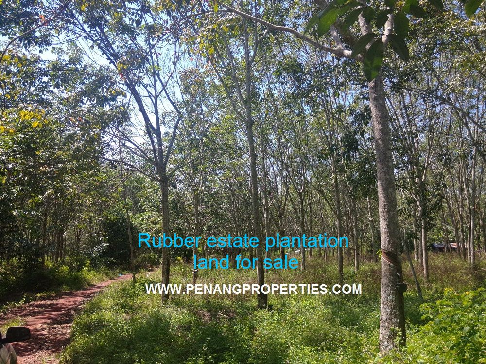 Rubber estate land